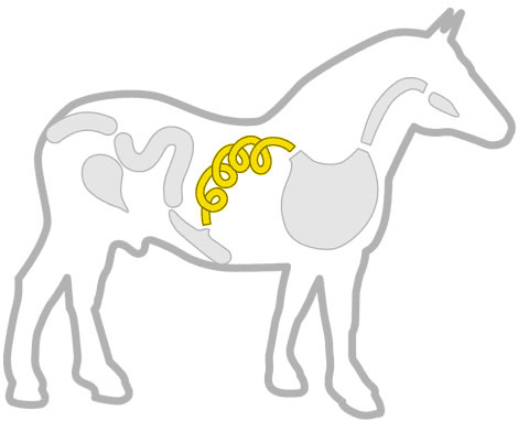 Equino