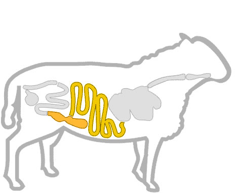 Ovino
